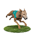 HOYA娛樂城推薦娛樂城白金賽狗 HOYA娛樂城推薦娛樂城白金賽狗